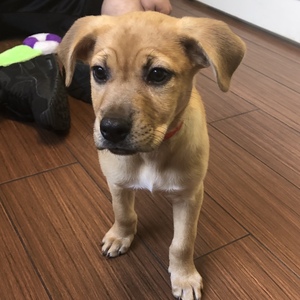 Fundraising Page: Kacie Perlman